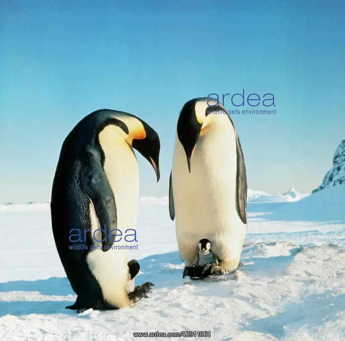 : Emperor Penguin - family in snow : Emperor Penguin - family in snow