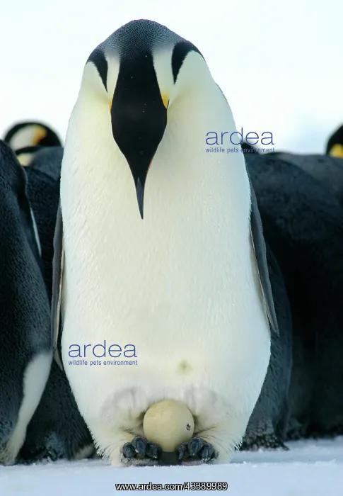 : Emperor Penguin - father staring down at egg as : Emperor Penguin - father staring down at egg as
