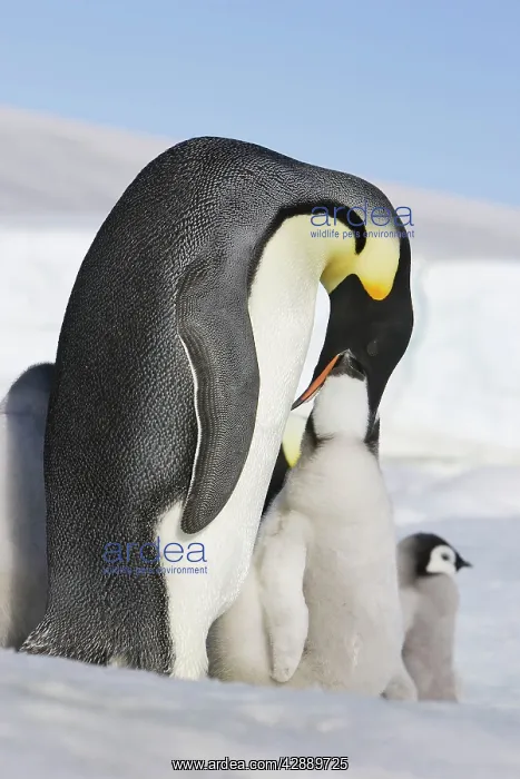 : Emperor Penguin feeding young : Emperor Penguin feeding young