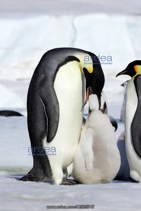 : Emperor Penguin feeding young : Emperor Penguin feeding young
