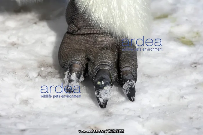 : Emperor Penguin - feet : Emperor Penguin - feet