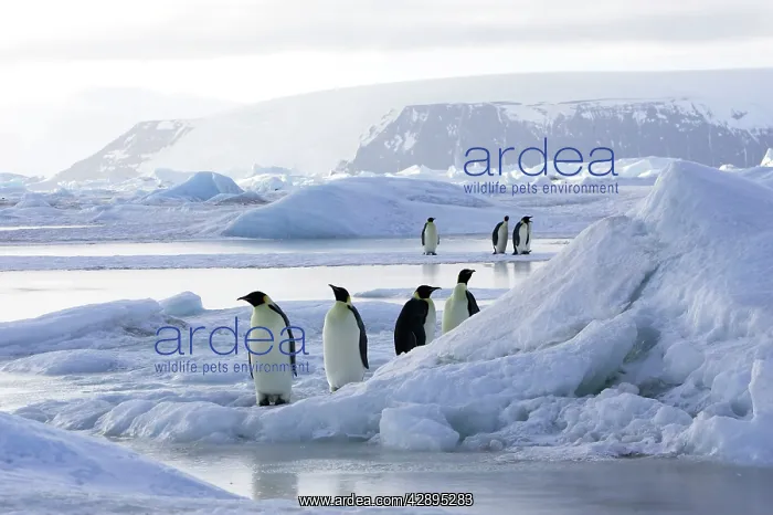 : Emperor Penguin - group of adults : Emperor Penguin - group of adults