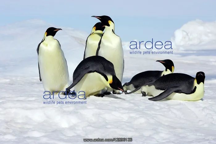 : Emperor Penguin - group of adults : Emperor Penguin - group of adults