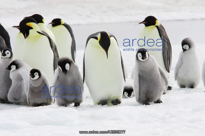 : Emperor Penguin - group of adults and chick : Emperor Penguin - group of adults and chick
