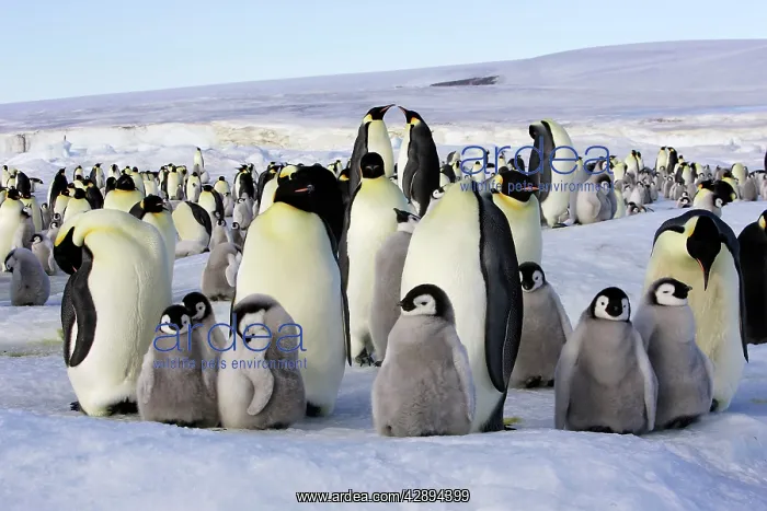 : Emperor Penguin - group of adults and chicks : Emperor Penguin - group of adults and chicks