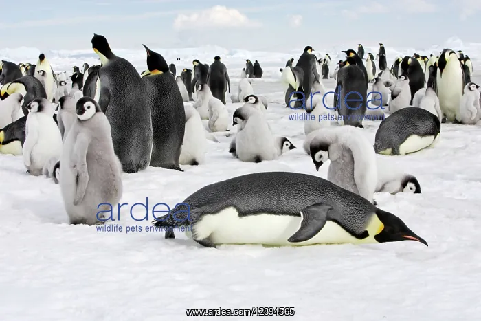 : Emperor Penguin - group of adults and chicks : Emperor Penguin - group of adults and chicks