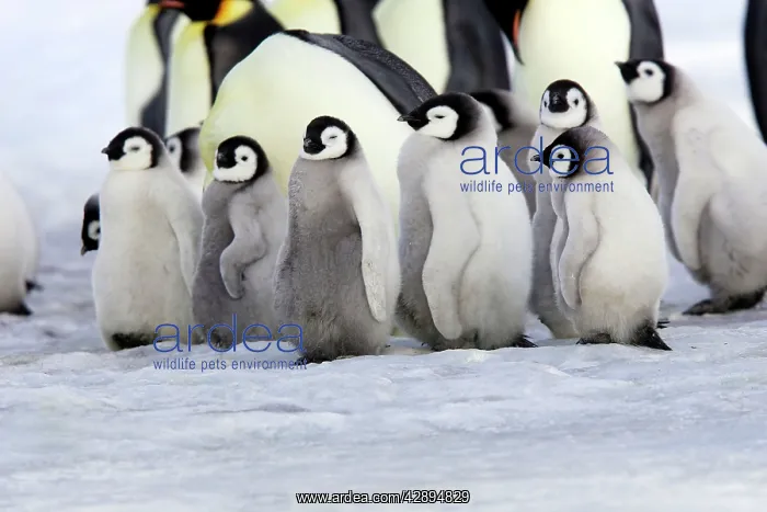 : Emperor Penguin - group of adults and chicks : Emperor Penguin - group of adults and chicks