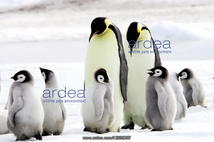 : Emperor Penguin - group of adults and chicks : Emperor Penguin - group of adults and chicks