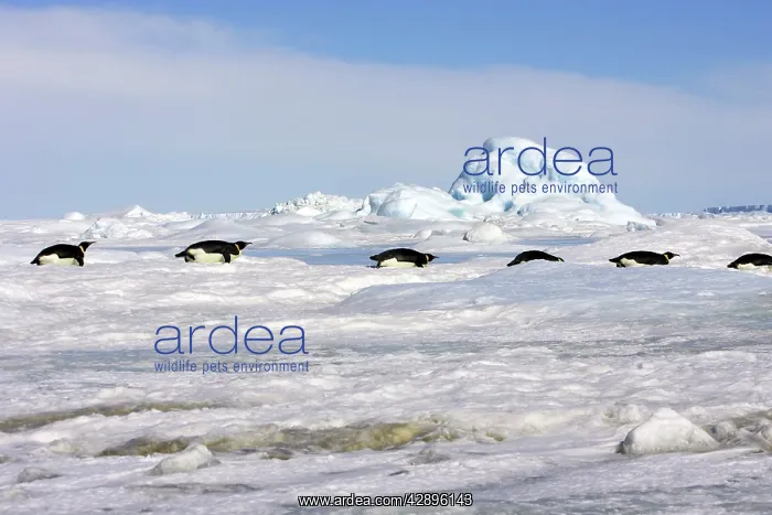 : Emperor Penguin - group of adults sliding across ice : Emperor Penguin - group of adults sliding across ice