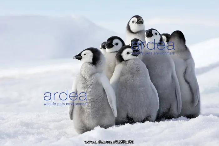 : Emperor Penguin - group of chicks : Emperor Penguin - group of chicks