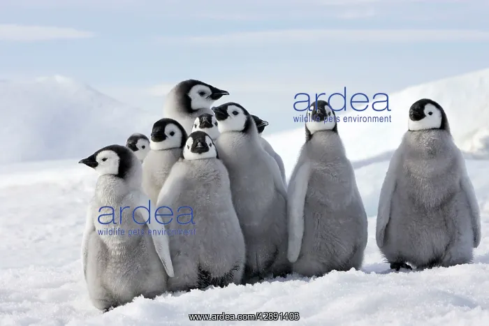 : Emperor Penguin - group of chicks : Emperor Penguin - group of chicks