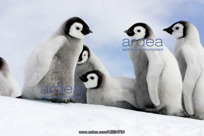 : Emperor Penguin - group of chicks : Emperor Penguin - group of chicks
