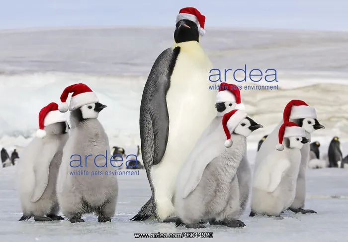 : Emperor Penguin - group of chicks and adult wearing : Emperor Penguin - group of chicks and adult wearing