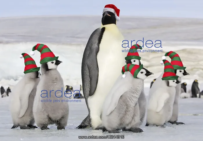 : Emperor Penguin - group of chicks with Elf hats : Emperor Penguin - group of chicks with Elf hats