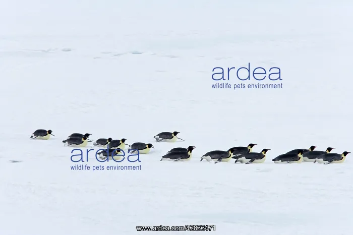 : Emperor Penguin - Groups heading to sea to feed : Emperor Penguin - Groups heading to sea to feed