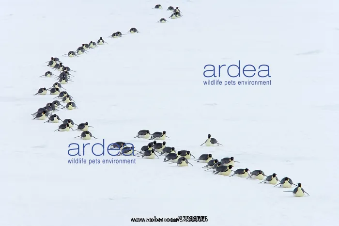  : Emperor Penguin - groups heading to sea to feed