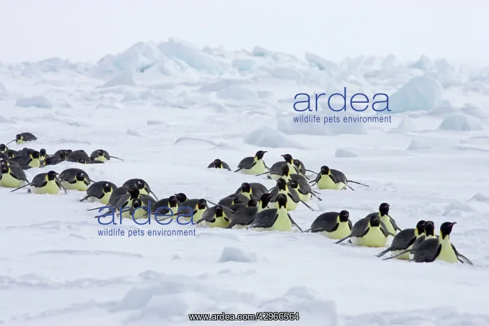 : Emperor Penguin - groups heading to sea to feed : Emperor Penguin - groups heading to sea to feed