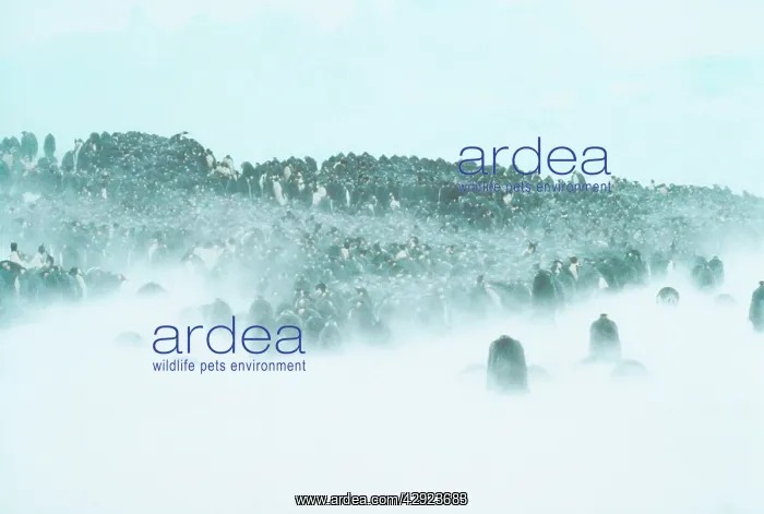 : Emperor Penguin - huddled in snowstorm : Emperor Penguin - huddled in snowstorm