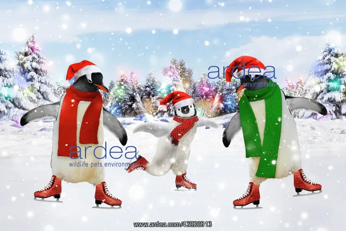: Emperor Penguin - three ice skating : Emperor Penguin - three ice skating