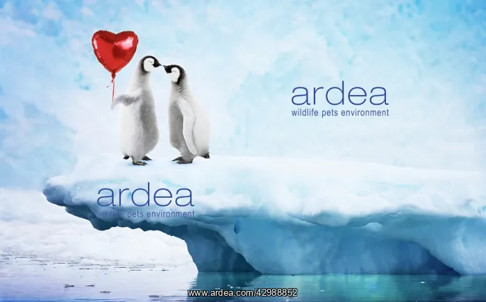  : Emperor Penguin on iceberg, kissing holding red