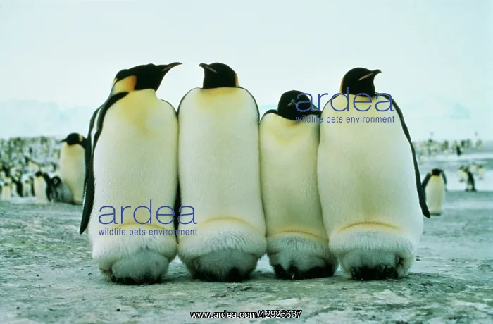  : Emperor Penguin - Keeping chicks warm