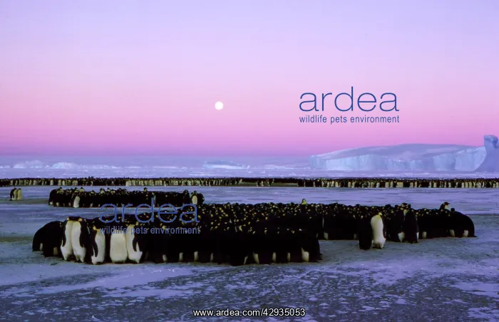 : Emperor penguin - large group huddling : Emperor penguin - large group huddling