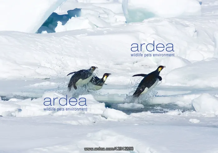 : Emperor Penguin - Three leaping through hole in : Emperor Penguin - Three leaping through hole in