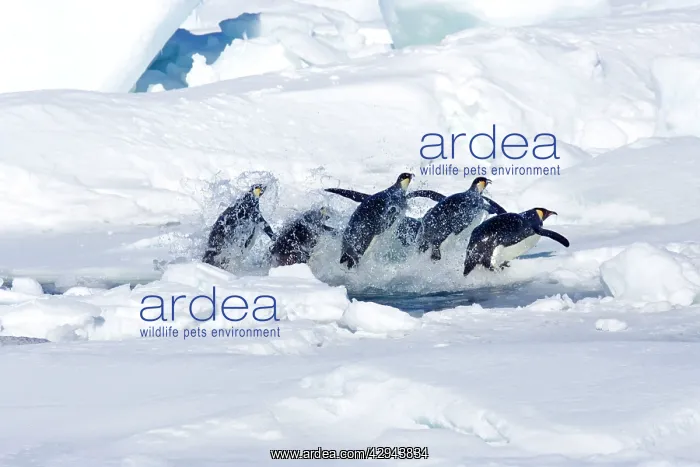 : Emperor Penguin - Leaping out of a hole in sea : Emperor Penguin - Leaping out of a hole in sea