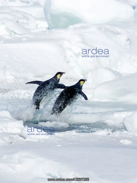 : Emperor Penguin - Two leaping from hole in sea ice : Emperor Penguin - Two leaping from hole in sea ice