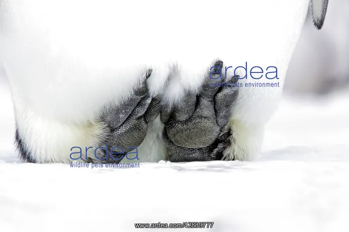 : Emperor Penguin - lifting feet of ice to keep warm : Emperor Penguin - lifting feet of ice to keep warm