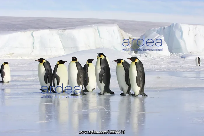 : Emperor Penguin - line of adults standing on ice : Emperor Penguin - line of adults standing on ice