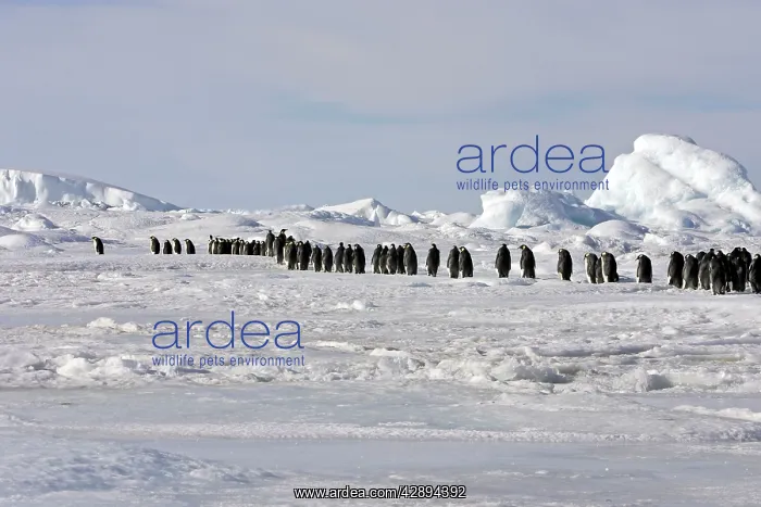 : Emperor Penguin - line of adults walking across ice : Emperor Penguin - line of adults walking across ice