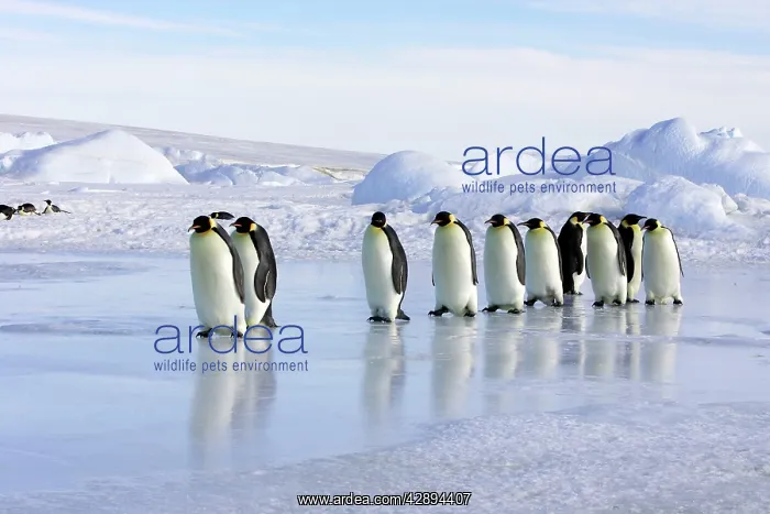 : Emperor Penguin - line of adults walking across ice : Emperor Penguin - line of adults walking across ice