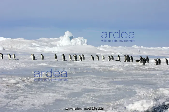 : Emperor Penguin - line of adults walking across ice : Emperor Penguin - line of adults walking across ice