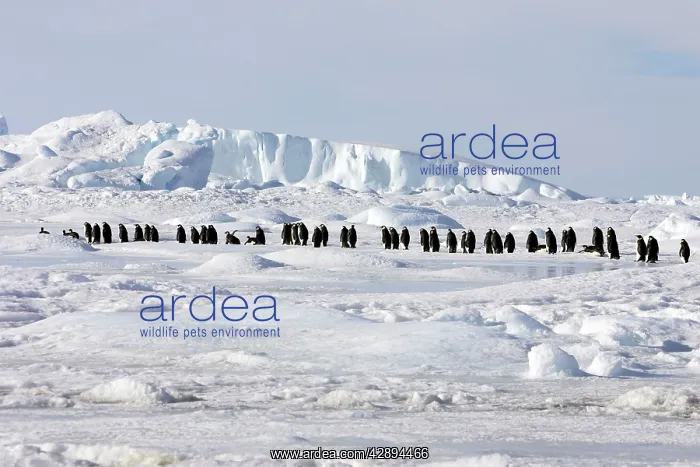 : Emperor Penguin - line of adults walking across ice : Emperor Penguin - line of adults walking across ice