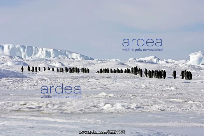: Emperor Penguin - line of adults walking across ice : Emperor Penguin - line of adults walking across ice