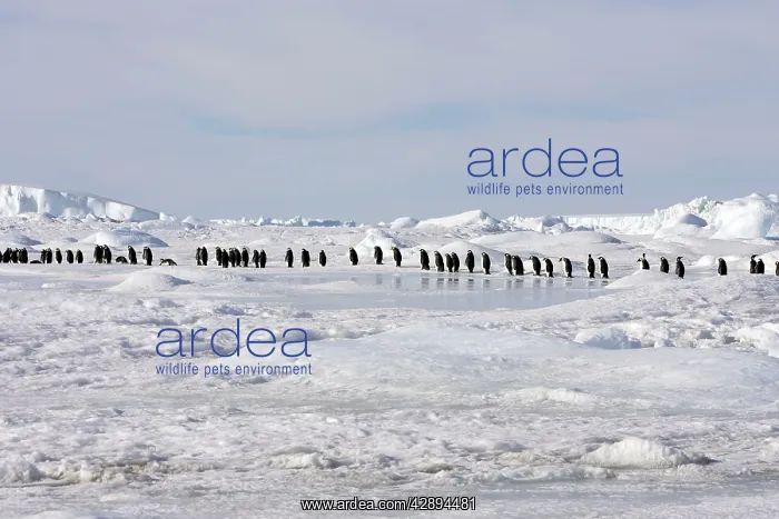  : Emperor Penguin - line of adults walking across ice
