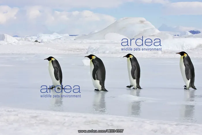 : Emperor Penguin - line of four adults walking across ice : Emperor Penguin - line of four adults walking across ice