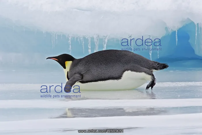 : Emperor Penguin - Lying on belly on ice : Emperor Penguin - Lying on belly on ice