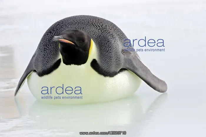 : Emperor Penguin - Lying on belly on ice : Emperor Penguin - Lying on belly on ice