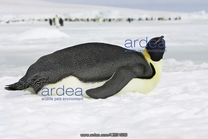 : Emperor Penguin - lying on ice : Emperor Penguin - lying on ice