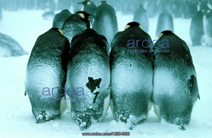 : Emperor penguin - males brooding eggs. Preliminary : Emperor penguin - males brooding eggs. Preliminary
