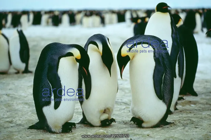 : Emperor Penguin - three males looking down at eggs on feet : Emperor Penguin - three males looking down at eggs on feet