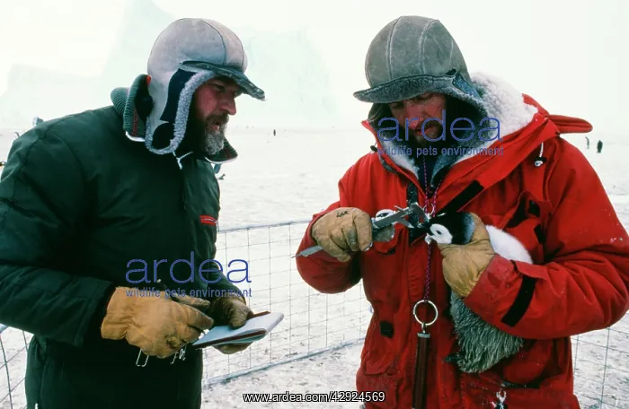 : Emperor Penguin - Measuring bill of Chick : Emperor Penguin - Measuring bill of Chick