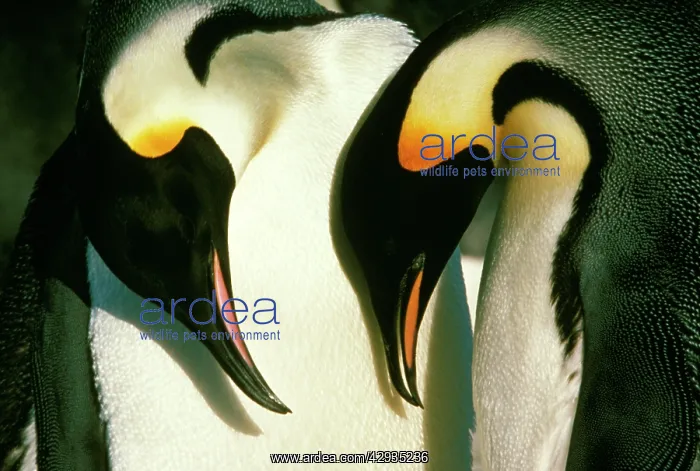 : Emperor Penguin - mutual bow : Emperor Penguin - mutual bow