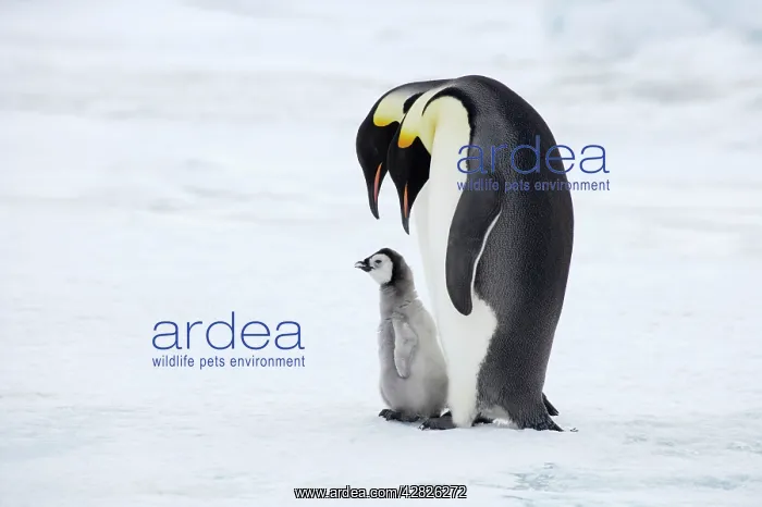 : Emperor Penguin - Pair with Chick : Emperor Penguin - Pair with Chick