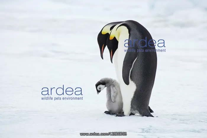 : Emperor Penguin - Pair with Chick : Emperor Penguin - Pair with Chick