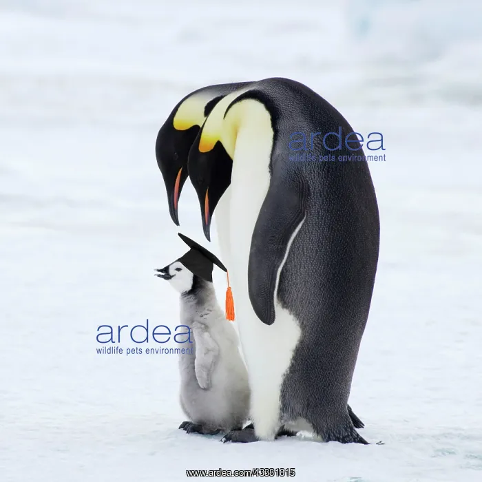 : Emperor Penguin - Pair with Chick : Emperor Penguin - Pair with Chick