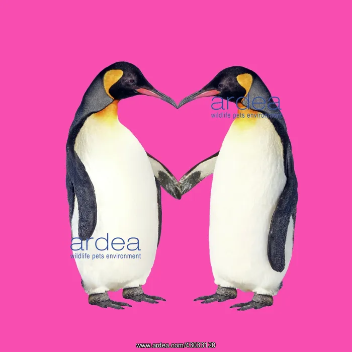 : Emperor Penguin, pair holding hands creating a heart shape : Emperor Penguin, pair holding hands creating a heart shape