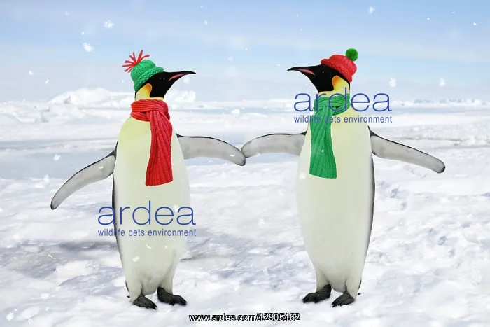 : Emperor Penguin - pair holding hands wearing Christmas : Emperor Penguin - pair holding hands wearing Christmas